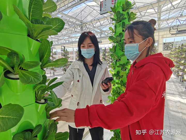 山稻种植技术视频_山稻谷怎么种_种植稻谷视频