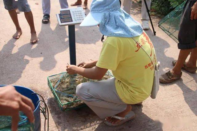 白对虾淡水养殖技术_淡水白对虾养殖技术视频_淡水养殖白对虾骗局