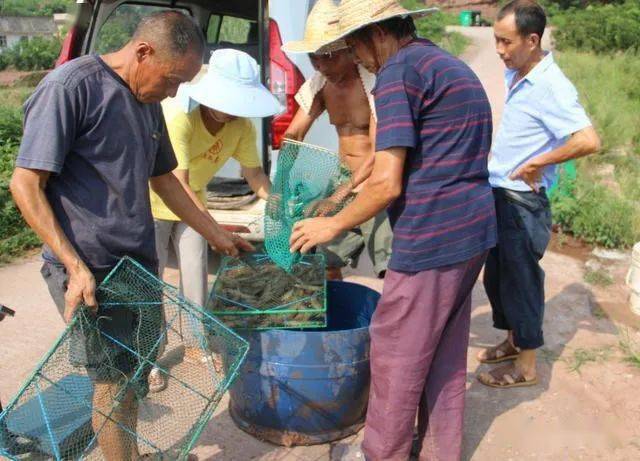 淡水养殖白对虾骗局_淡水白对虾养殖技术视频_白对虾淡水养殖技术