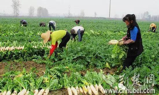 种植袋种植小米椒技术_沙荆种植技术_荆树怎么栽