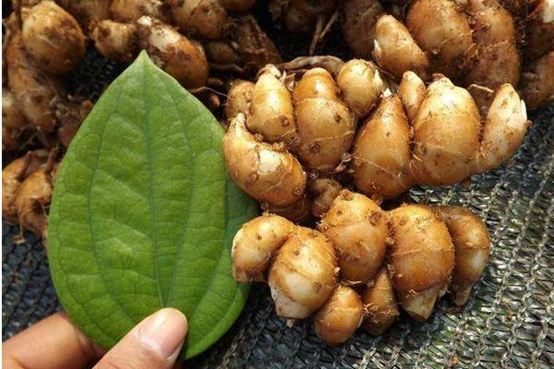 沙荆种植技术_荆树怎么栽_荆北新区pk沙北新区