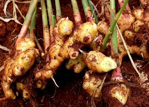 沙荆种植技术_荆树怎么栽_荆北新区pk沙北新区