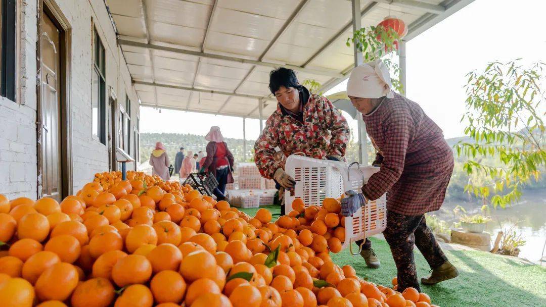 农民致富种植项目_异地致富种植农民有补贴吗_农民异地种植致富