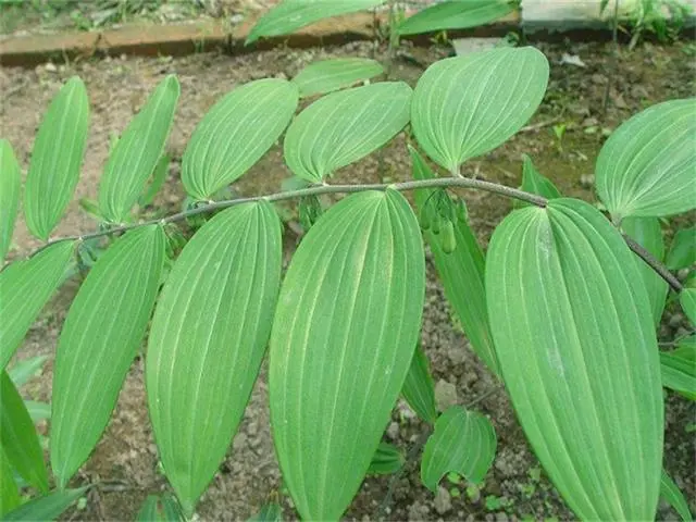 黄精东北种植技术_黄精东北种植技术_黄精东北种植技术