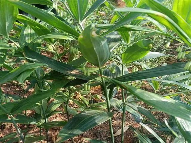 黄精东北种植技术_黄精东北种植技术_黄精东北种植技术