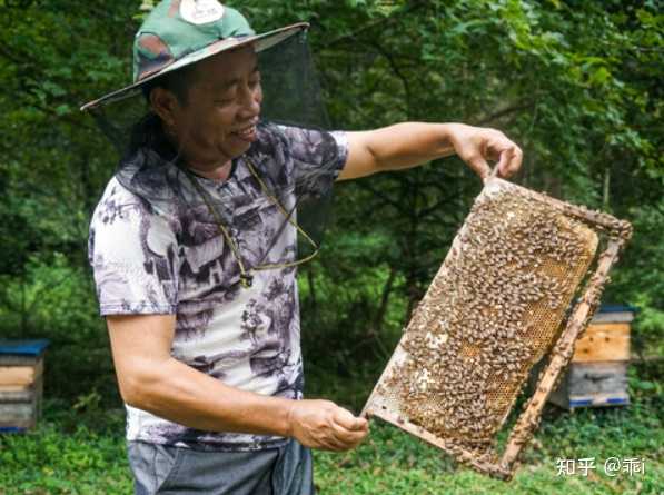 生态蜜蜂养殖技术_蜜蜂养殖生态技术有哪些_蜜蜂养殖生态技术论文