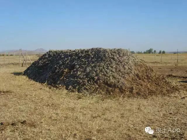 荆北新区pk沙北新区_荆树怎么栽_沙荆种植技术