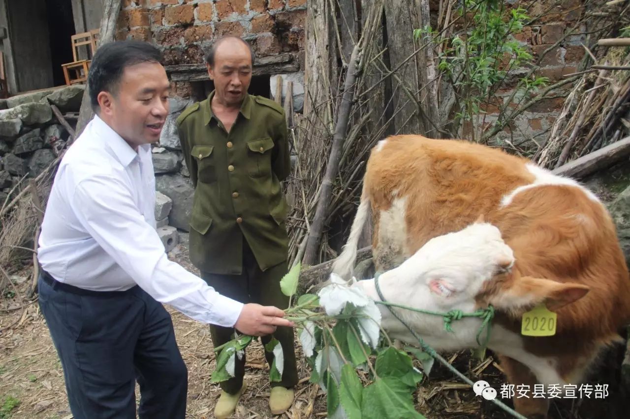 贷牛还牛 增收致富 都安力推瑶山牛养殖项目