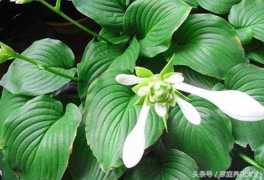 致富养殖蕙兰怎么样_蕙兰养殖视频_蕙兰养殖致富