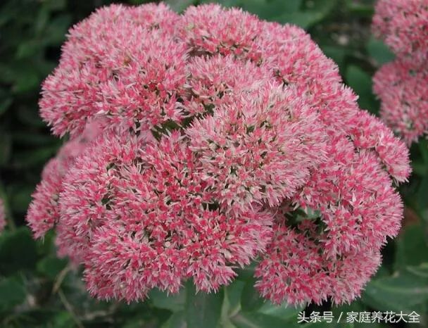 蕙兰养殖视频_蕙兰养殖致富_致富养殖蕙兰怎么样