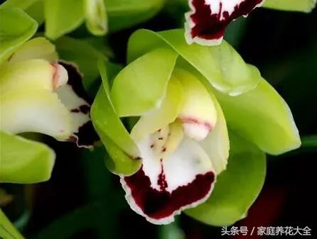 致富养殖蕙兰怎么样_蕙兰养殖视频_蕙兰养殖致富