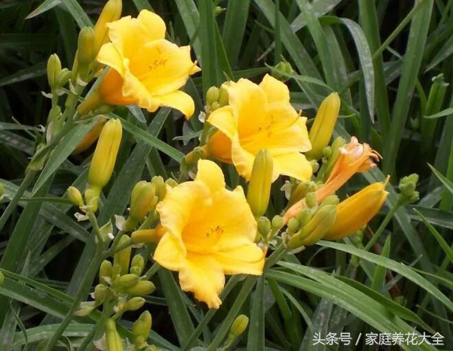 蕙兰养殖视频_蕙兰养殖致富_致富养殖蕙兰怎么样