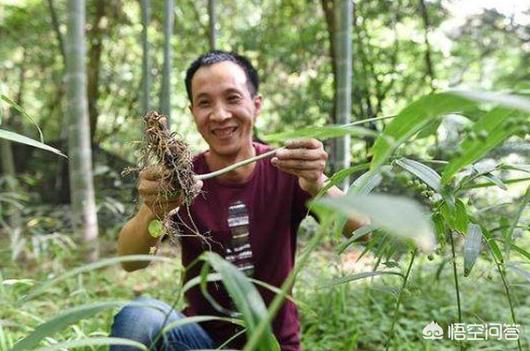 黄精高产种植技术_黄精高产种植技术_黄精高产种植技术