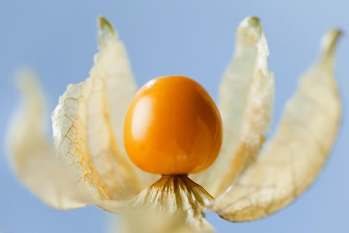 红菇种植技术视频_红菇种植技术_红菇种植技术联系方式