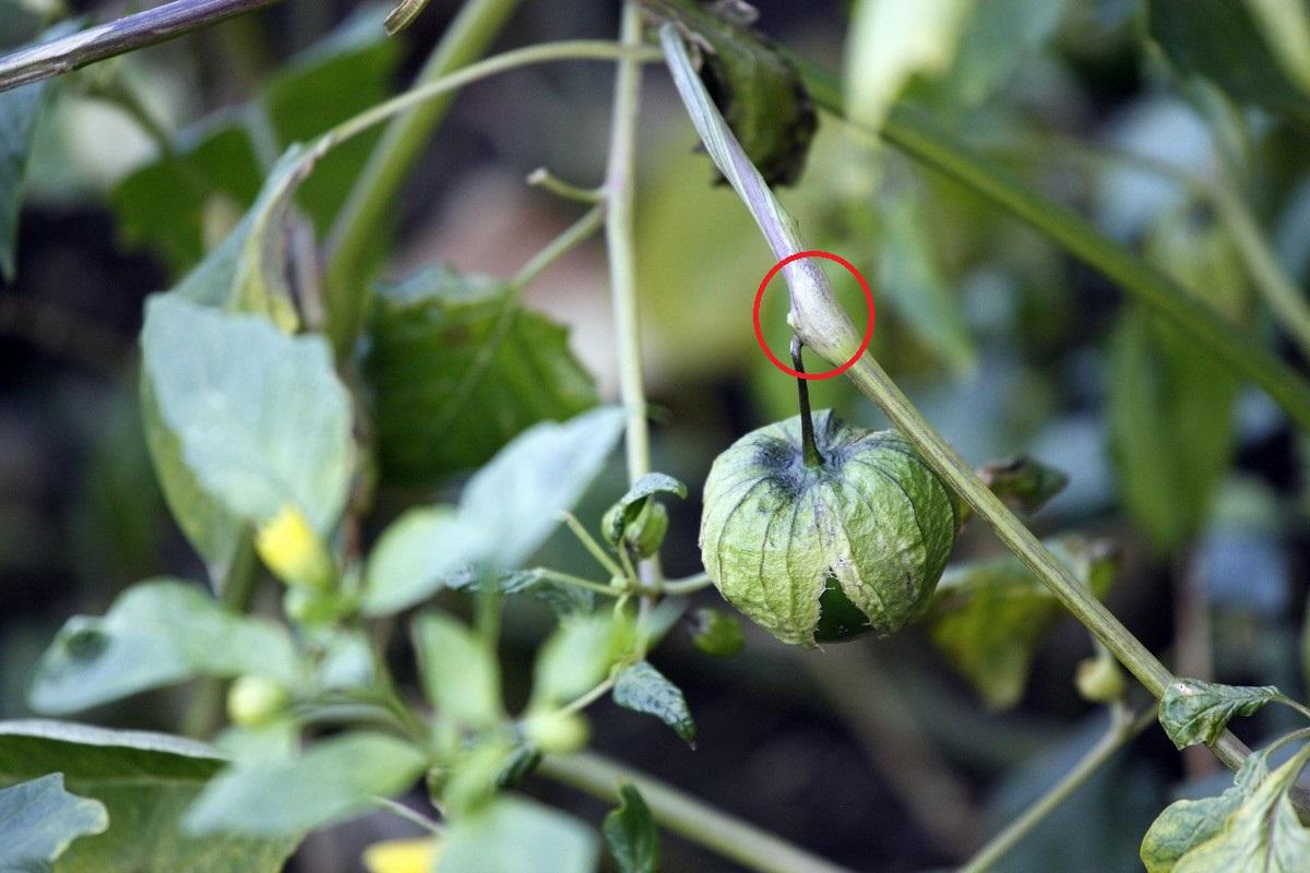 红菇种植技术视频_红菇种植技术_红菇种植技术联系方式