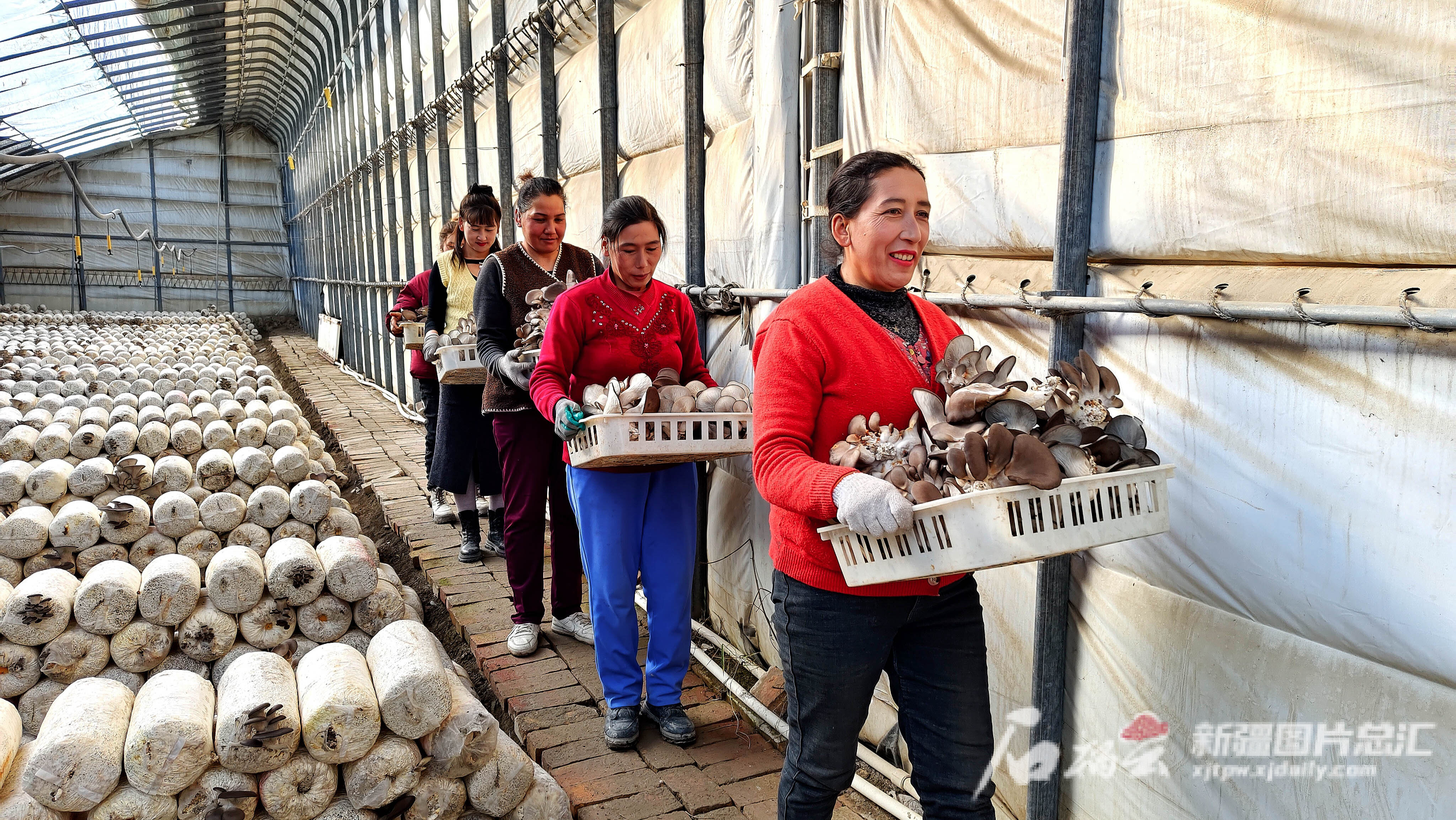 为农户撑开致富伞 乌什县这个种植基地今年出产平菇440吨