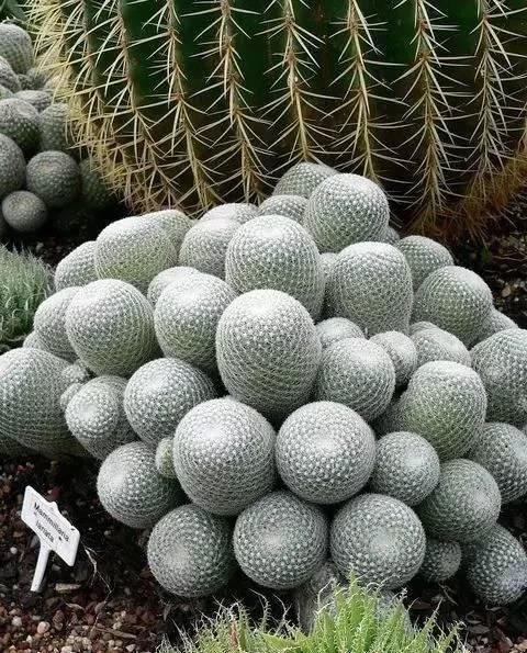 金银花盆景种植技术_金银花盆栽种植技术_盆栽金银花的种植方法