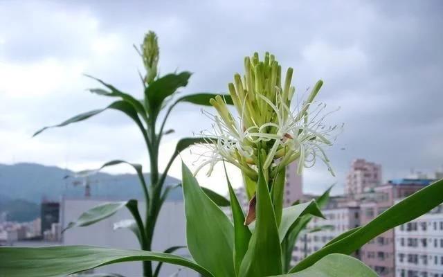 金银花盆栽种植技术_盆栽金银花的种植方法_金银花盆景种植技术