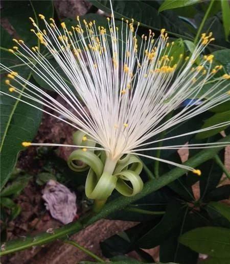 金银花盆栽种植技术_盆栽金银花的种植方法_金银花盆景种植技术