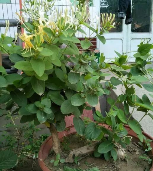 如何种植金银花盆景_金银花盆栽种植技术_金银花盆景种植技术