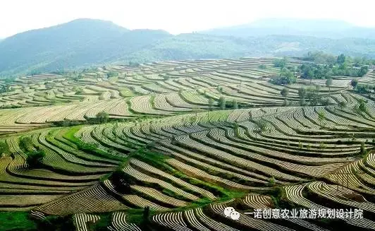 农民勤劳致富药材种植补贴_农业种植药材补贴_2020年药材种植补贴