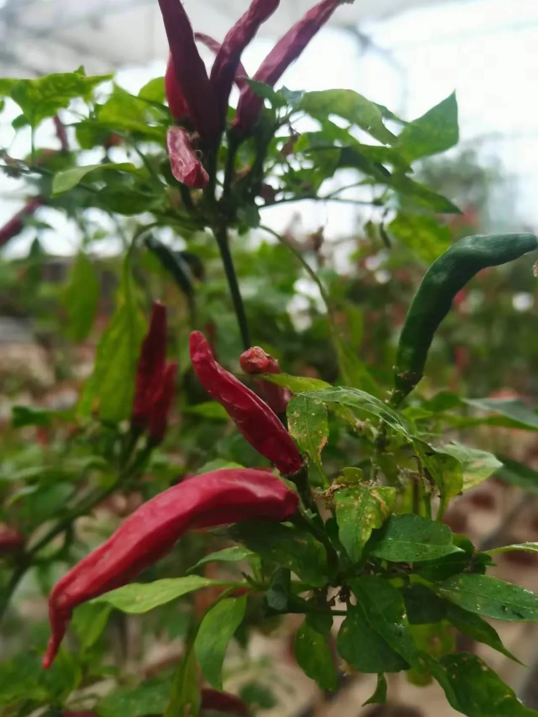 河北地区蔬菜种植时间表_河北种植蔬菜致富_河北种菜的地方