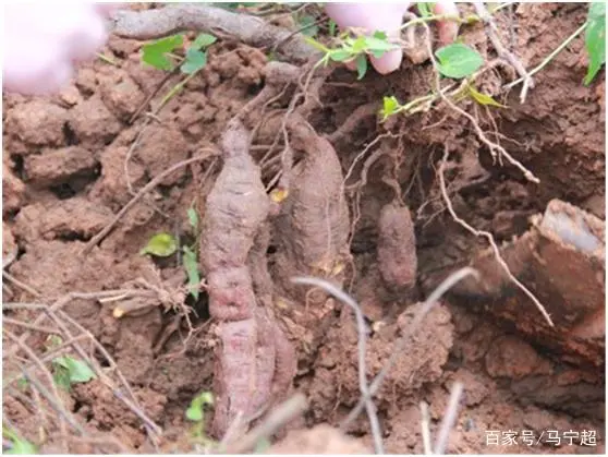 首乌种植技术_种植首乌技术要求_种植首乌技术有哪些