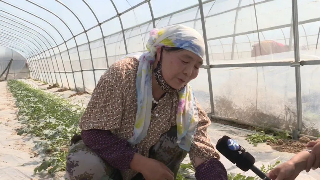 致富养殖大棚_致富养殖大棚设计图_致富经大棚养猪新招赚钱