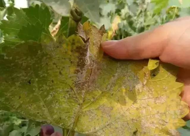 种植葡萄技术有哪些方面_种植葡萄技术有哪几种_葡萄的种植技术有哪些