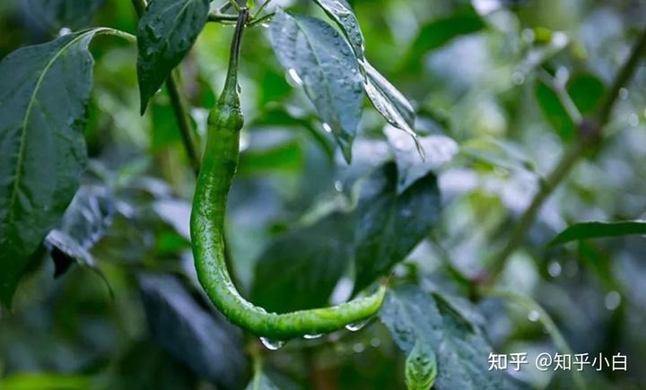 栽葱苗视频_麦茬葱的种植技术视频_麦茬葱栽什么品种