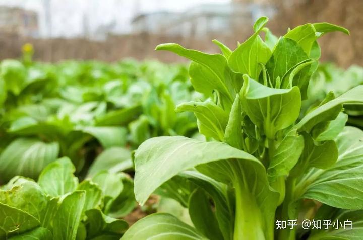 麦茬葱的种植技术视频_麦茬葱栽什么品种_栽葱苗视频