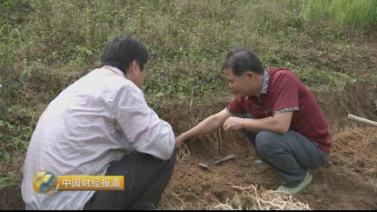 种植首乌技术有哪些_首乌种植技术_种植首乌技术要求