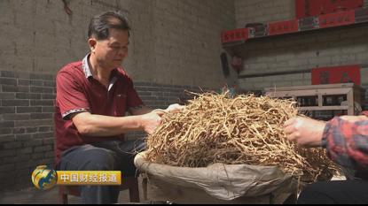 种植首乌技术要求_种植首乌技术有哪些_首乌种植技术