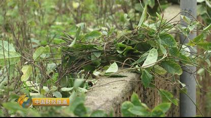 种植首乌技术要求_首乌种植技术_种植首乌技术有哪些