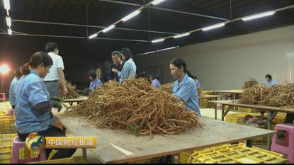 种植首乌技术有哪些_首乌种植技术_种植首乌技术要求