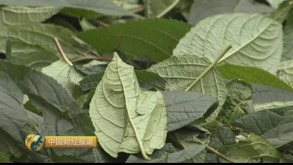 种植首乌技术要求_首乌种植技术_种植首乌技术有哪些