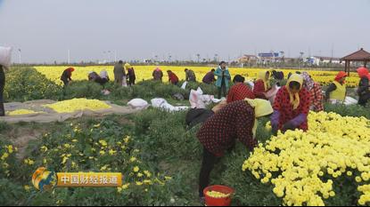 首乌种植技术_种植首乌技术要求_种植首乌技术有哪些