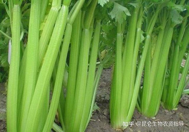 芹菜种植视频教程_白芹菜种植技术视频播放_白芹菜的种植技术视频