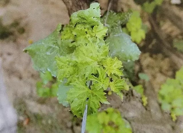 红提怎样种植_红提葡萄种植技术视频_红提王葡萄苗