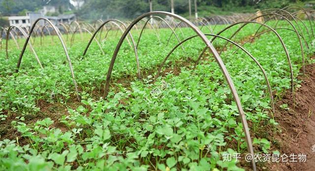 芹菜烂根病用什么肥？芹菜重茬根腐怎么解决？芹菜根腐病死苗用根小子