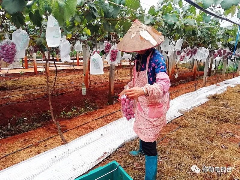 红葡萄怎么种_红提怎样种植_红提葡萄种植技术视频