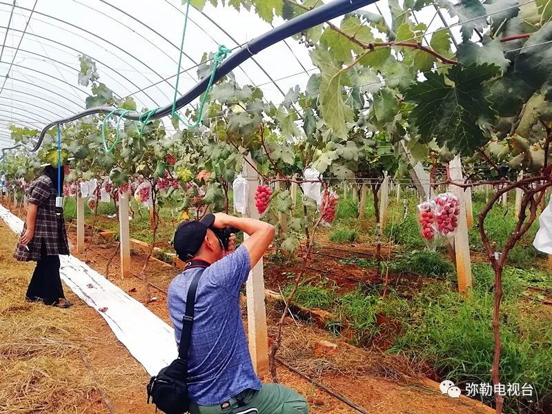 红提葡萄种植技术视频_红葡萄怎么种_红提怎样种植