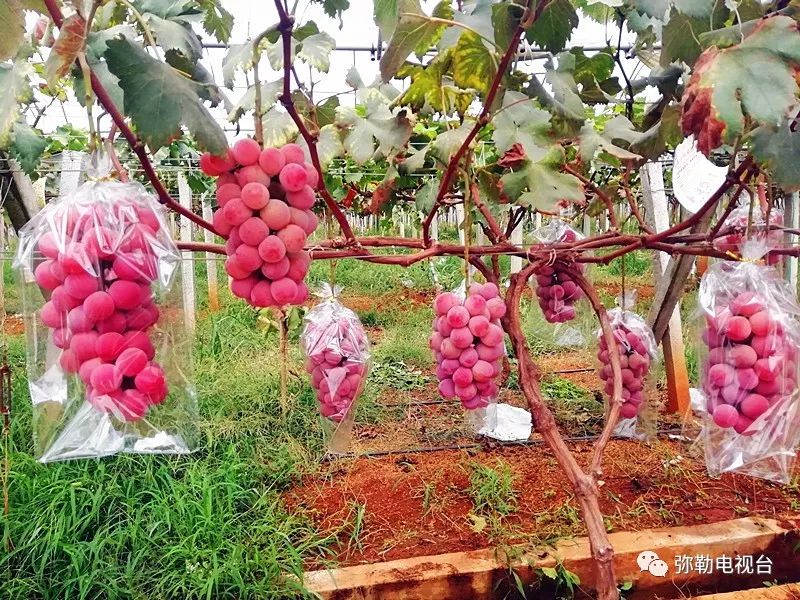 红提葡萄种植技术视频_红提怎样种植_红葡萄怎么种