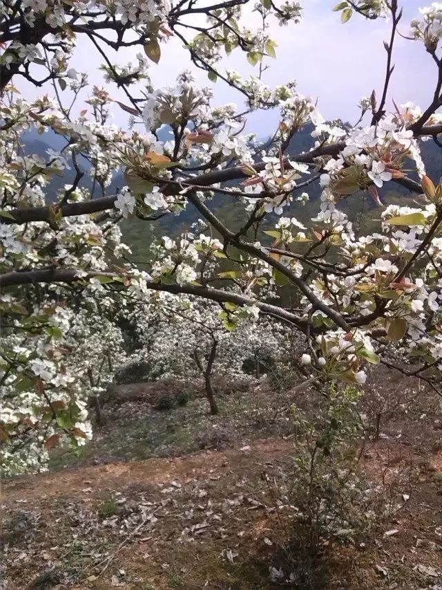 竹子早在东北种植技术_东北竹子可以生长吗_东北怎么种竹子