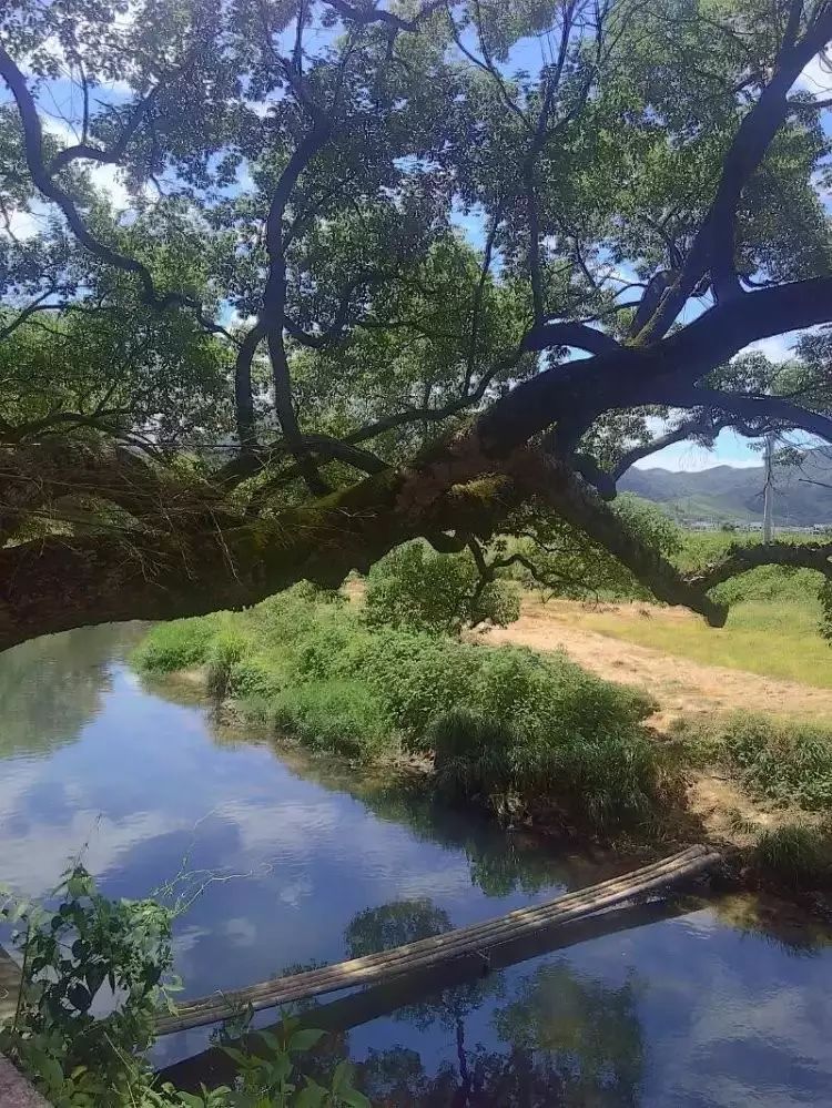 东北怎么种竹子_竹子早在东北种植技术_东北竹子可以生长吗