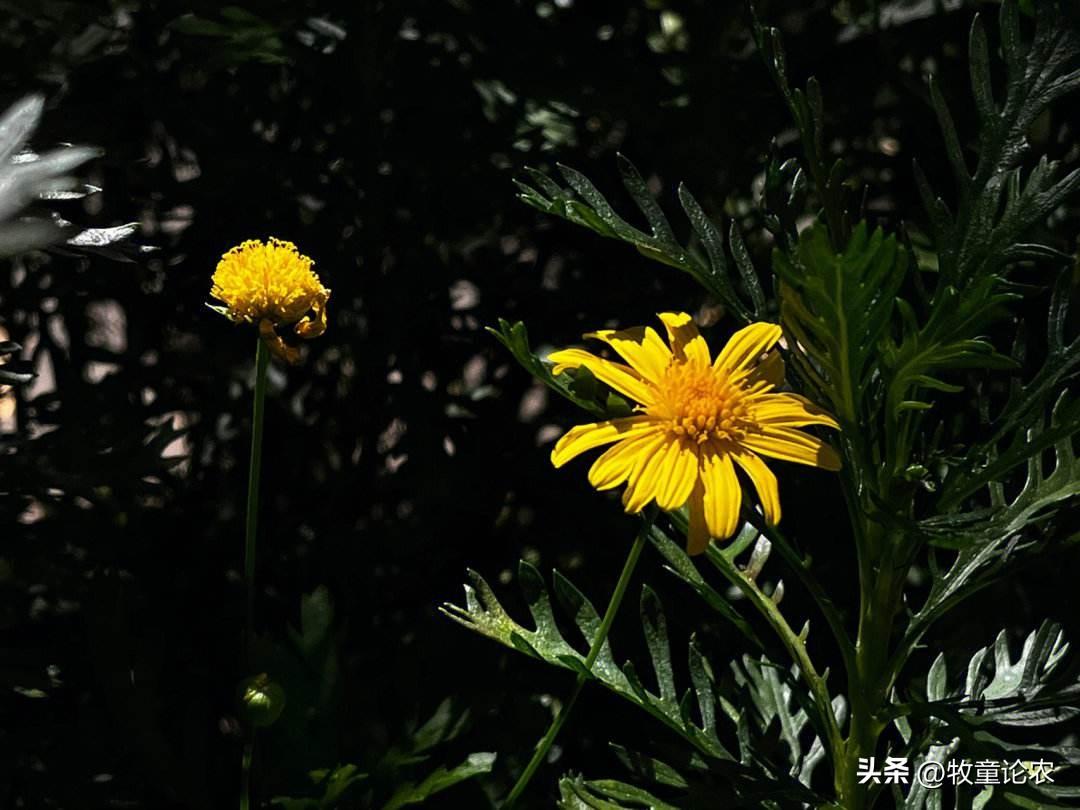 菊花种植技术及效益_最新菊花种植技术_菊花种植方案