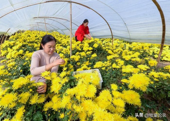 菊花种植方案_最新菊花种植技术_菊花种植技术及效益