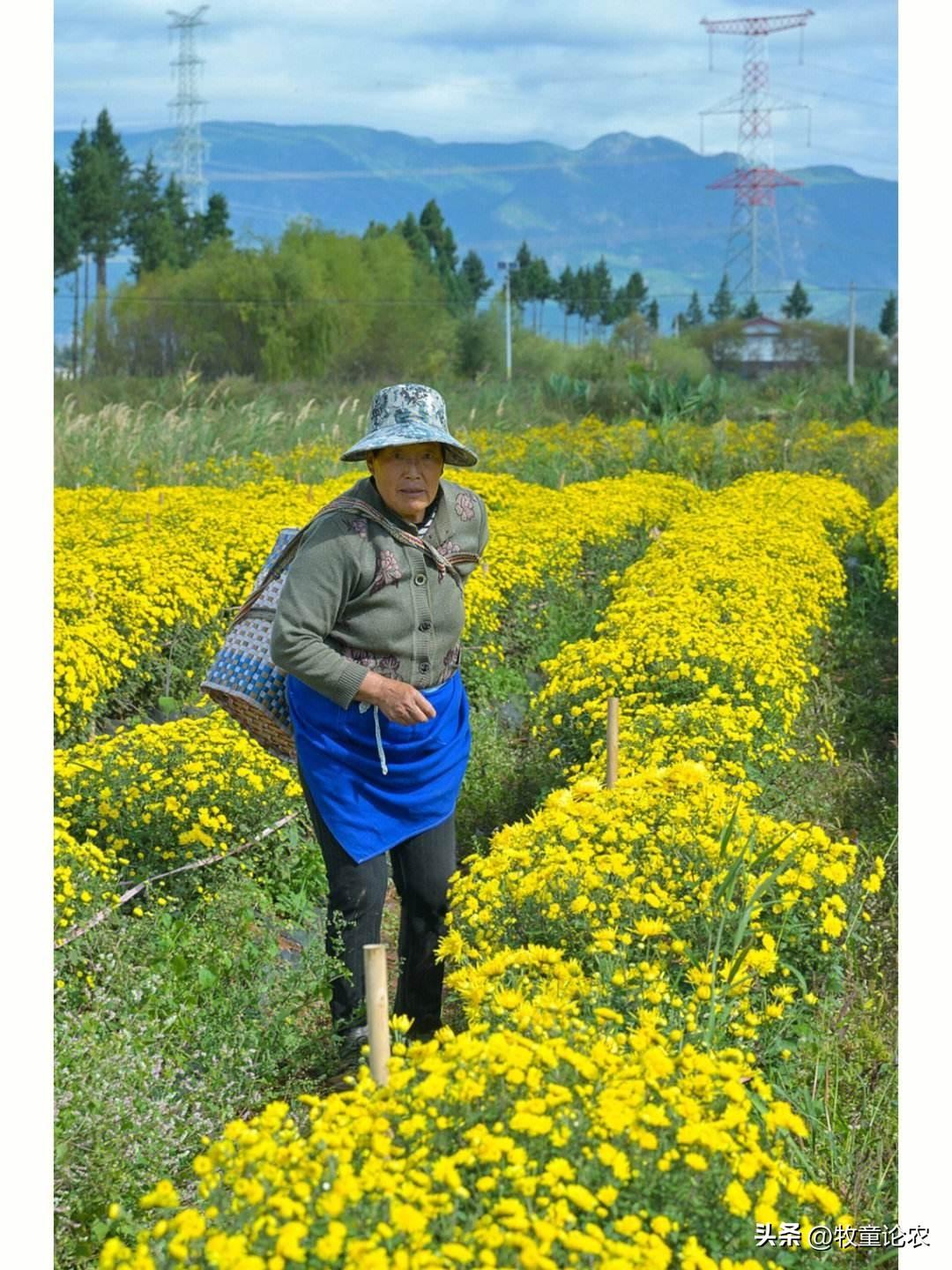 菊花种植技术及效益_最新菊花种植技术_菊花种植方案