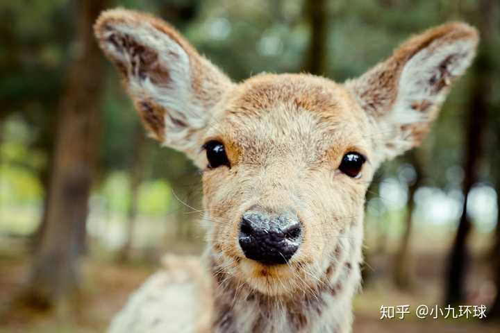 鹿养殖技术要点_鹿冬季养殖技术_总结鹿养殖技术要点