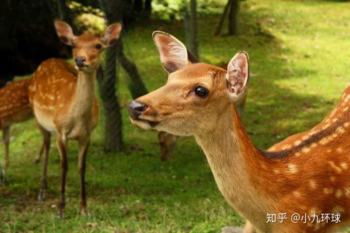 鹿养殖技术要点_总结鹿养殖技术要点_鹿冬季养殖技术